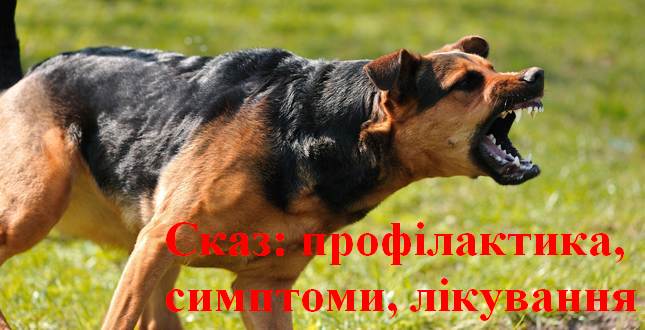 Обережно - сказ: профілактика, прояви хвороби та адреси антитирабічних кабінетів