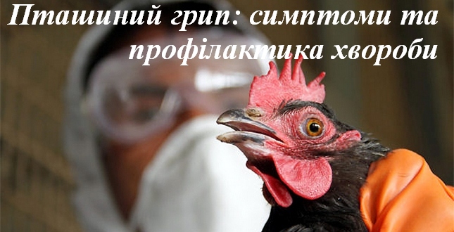 Пташиний грип: симптоми у людей і тварин, профілактика хвороби