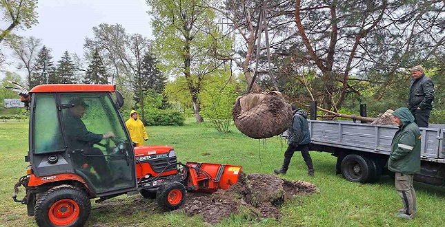 Впродовж дня зеленбудівці висадили 11 крупномірних дерев та 100 декоративних кущів